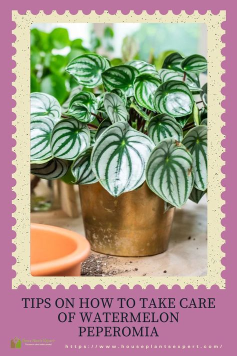 Healthy Watermelon Peperomia on a golden plot Peperomia Argyreia, Plants Types, Watermelon Peperomia, Watermelon Plant, No Connection, Types Of Plants, How To Take, Take Care, House Plants