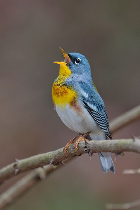 Northern Parula - found in the forest are among some of the most colourful birds in North America. The colour of its back is sky blue, with a variation of bright colors on its front. Most Beautiful Birds, Nature Birds, Bird Pictures, Exotic Birds, Bird Drawings, Pretty Birds, Bird Photo, Colorful Birds, Cute Birds