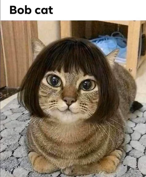 42 Fresh Pics Packed To The Brim With Cool - Funny Gallery Animal Hairstyles, Cat Haircut, Short Hair Cats, Cat Meme, Cat Hair, Funny Cute Cats, Silly Cats, Cat Drawing, Crazy Cat Lady