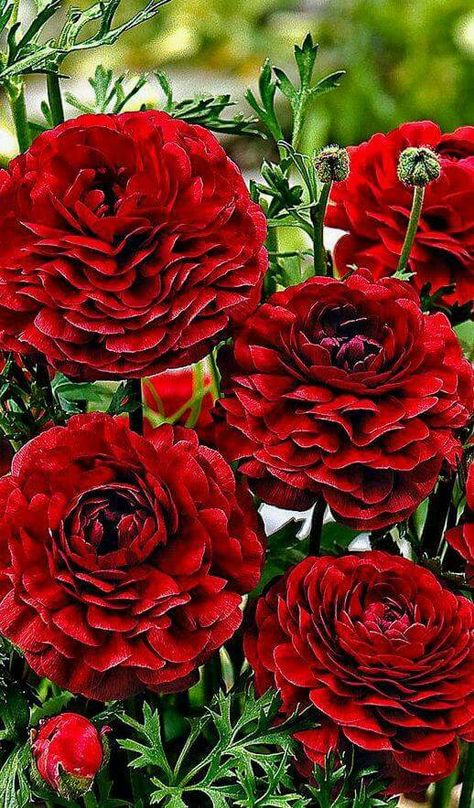 Ranunculus Pauline Chocolate Butchart Gardens, Chocolate Flowers, Bulb Flowers, Delphinium, Ranunculus, Exotic Flowers, Flower Beauty, Beautiful Blooms, Amazing Flowers