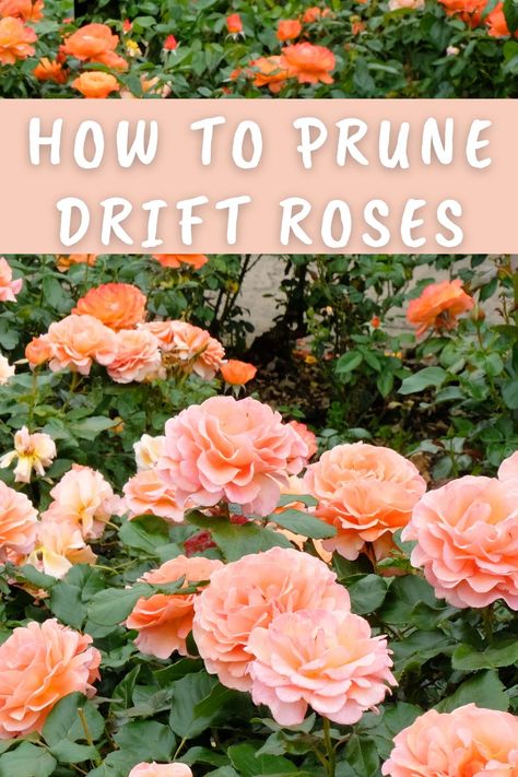 Drift Roses Front Yards, Drift Roses Landscape Ideas, When To Prune Rose Bushes, When To Prune Knockout Roses, Drift Roses Landscape, Pruning Roses In Fall, Prune Roses For Winter, How To Prune Roses In Summer, Type Of Roses