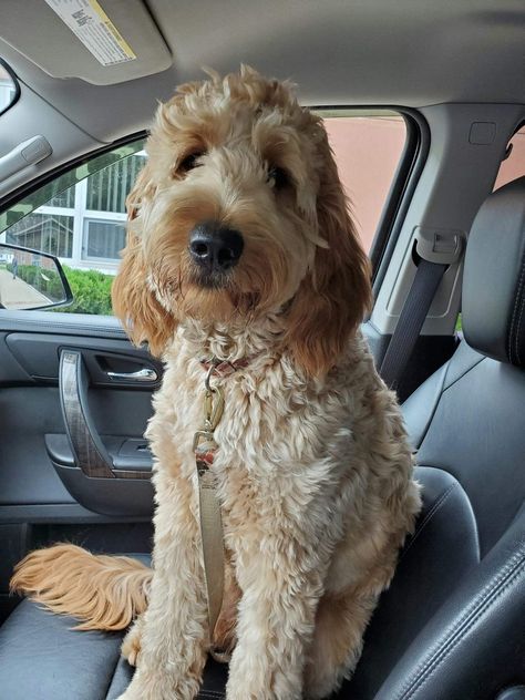 Full Grown Goldendoodle, Blonde Cockapoo, Doodle Haircuts, Doodle Cuts, Labradoodle Grooming, Aussie Doodle, Goldendoodle Haircuts, Doodle Breeds, Goldendoodle Grooming