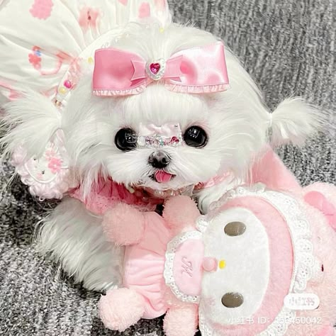 Kawaii Puppy, Cute Fluffy Puppies, Cute Puppies And Kittens, Cute Dogs Images, Very Cute Puppies, Super Cute Puppies, Fluffy Puppies, Cute Small Animals, Hello Kitty Coloring