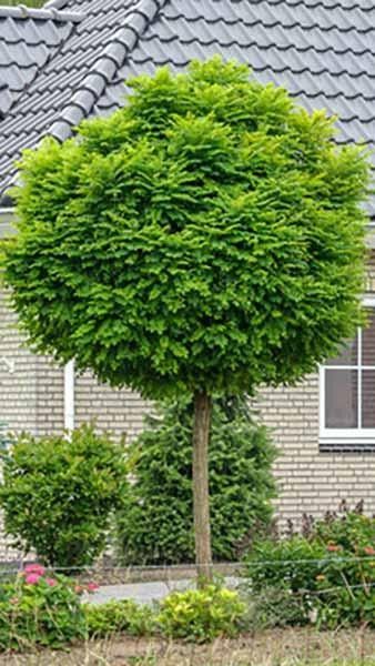 Ligustrum Japonicum, Standard Trees, Robinia Pseudoacacia, Soil Conditioner, Uk Images, City Garden, Small Space Gardening, Deciduous Trees, Landscape Trees