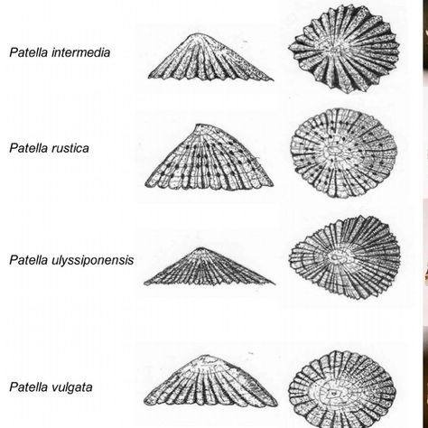 ༄ New blog: 𝗟𝗶𝗺𝗽𝗲𝘁 𝗦𝗵𝗲𝗹𝗹𝘀 || 𝖯𝖺𝗍𝖾𝗅𝗅𝖺 🐚 Did you know these shells are made of calcium carbonate, the same material that is found in pearls?🫧✨ 𝗟𝗶𝗺𝗽𝗲𝘁𝘀 are a type of marine gastropod mollusk that are commonly found along the coasts of Portugal. Their shells, in a variety of shapes and colors, are a testament to nature’s creativity. There are many species of these 𝗟𝗶𝗺𝗽𝗲𝘁 𝗦𝗵𝗲𝗹𝗹𝘀 but the most common species found in Portugal are the 𝙈𝙚𝙙𝙞𝙩𝙚𝙧𝙧𝙖𝙣𝙚𝙖𝙣 𝙇𝙞𝙢𝙥𝙚𝙩 (Patella caerulea) and the 𝘾𝙤𝙢𝙢𝙤𝙣 𝙇𝙞𝙢𝙥𝙚𝙩 L... Limpet Shell, Pirate Accessories, Pineapple Under The Sea, Beach Finds, Life Aquatic, Sea Shore, Concept Board, Calcium Carbonate, Beach Combing