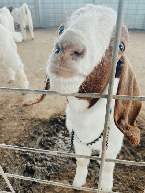 Goat Farm Aesthetic, 4h Aesthetic, 4-h Aesthetic, Livestock Aesthetic, Goats Aesthetic, Ffa Aesthetic, Vsco Preppy Aesthetic, Goat Aesthetic, Agriculture Aesthetic