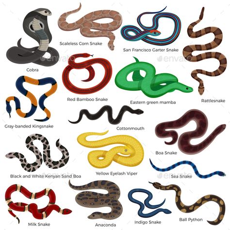 Poisonous snake colored decorative icons set with description of reptiles types isolated on white background cartoon vector illust Different Types Of Snakes, Rainforest Snakes, Snake Colors, White Background Cartoon, Colorful Snake, Milk Snake, Poisonous Snakes, Pet Lizards, Garter Snake