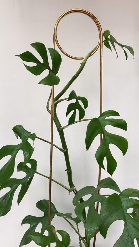 Moon Phase Trellis Indoor Plant Trellis Climbing Plant Small Garden Trellis for Potted Plant Houseplant Metal Wire Trellis Po Plant Climbers, Small Garden Trellis, Pot Trellis, Indoor Plant Trellis, Chinese Plants, Plants For Beginners, Oxalis Triangularis, Wire Trellis, Trellis Indoor