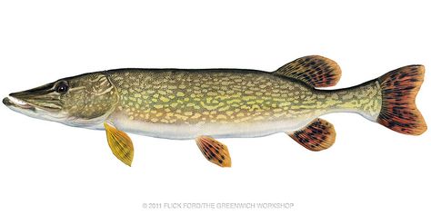 Wobbler Design, Pike Art, Fish Paintings, Pike Fish, Northern Pike, Fishing Stuff, Fish Species, Pike Fishing, All Fish