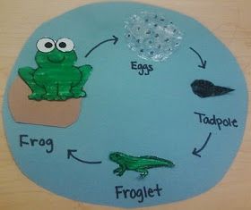 Lesson Plans For Teachers: Life Cycle of a Frog Lesson Plan and Activity (Craft) Tadpole To Frog Craft, Tadpole Craft Preschool, Tadpole Craft, Frog Activity, Frog Life Cycle Craft, Life Cycle Of A Frog, Pet Frog, Frog Activities, Frog Life Cycle