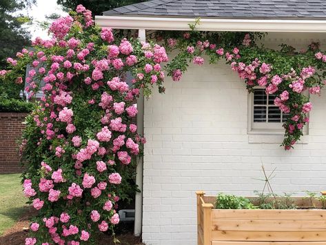 Campbell Vaughn: Resilient Peggy Martin rose makes name for itself Roses Garden Ideas, Peggy Martin Rose, Rose Garden Ideas, Rv Port, Martin Rose, Garden Prepping, Budget Home Decor, Style On A Budget, Entry Ideas