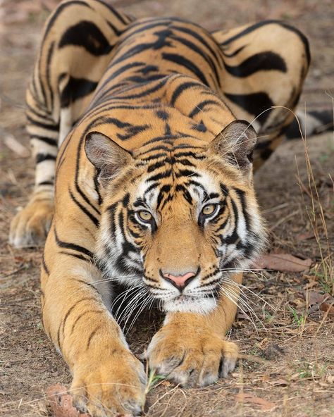 Crouching Tiger! Photo b Tiger Front View, Tiger Crouching, Reference Animals, Tiger Photo, Jaguar Tattoo, Woman Inspiration, Animal Studies, Crouching Tiger, Cat Species