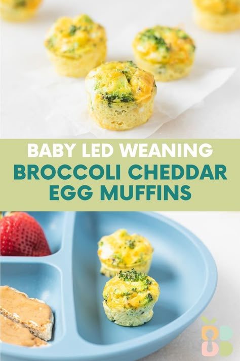 If you're looking for a one-and-done, high protein, make-ahead breakfast or snack for baby led weaning or toddlers, you can't go wrong with veggie-packed egg muffins! These broccoli cheddar egg bites are simple, quick and delicious - perfect for babies eating finger foods and toddlers as well as older kids and adults. Broccoli Cheddar Egg Muffins, Cheddar Egg Muffins, Cheddar Egg Bites, Healthy Broccoli Recipes, Baby Broccoli Recipe, Baby Led Weaning Breakfast, Baked Egg Cups, Baby Muffins, Veggie Muffins