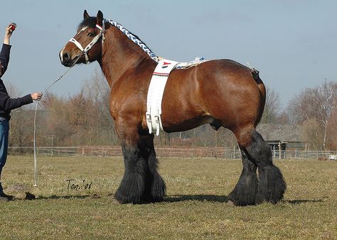 Baron van 't Zeegat, Dutch Draft Draft Horse Breeds, Percheron Horses, Horse Info, Shire Horse, Clydesdale Horses, Draft Horse, Big Horses, Horse Dressage, Most Beautiful Horses