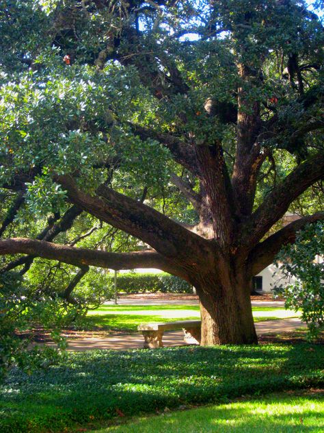 the beautiful Century Tree on campus. Tamu Aesthetic, Kyle Field, Ring Day, Wildflower Tattoo, College Aesthetic, Under The Tree, College Station, College Life, The Tree