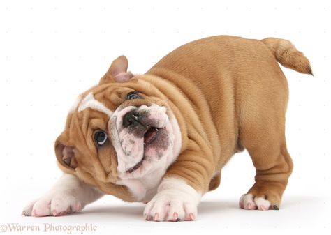 Puppies Photos, Bulldog Drawing, Puppies Playing, Mental Stimulation, Bully Dog, Cute Posts, Puppy Play, Foo Dog, Carving Ideas