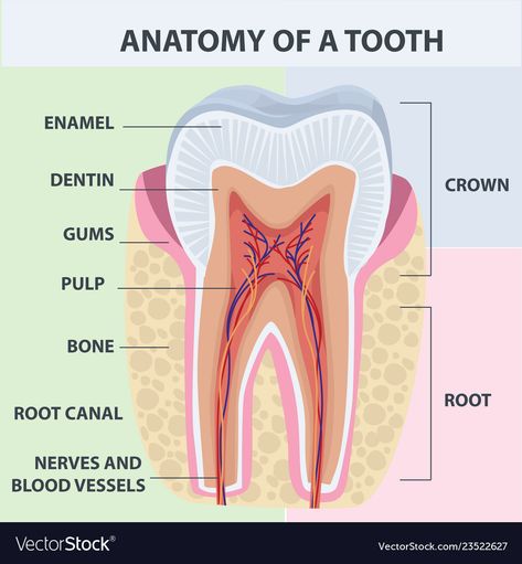 Dental Assistant Study Guide, Dental Infographics, Tooth Anatomy, Dental Assistant Study, Teeth Anatomy, Dentist Assistant, Dental Hygiene Student, Dental World, Dental Aesthetics