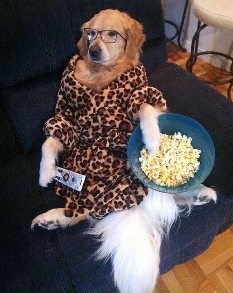 Literally me everyday #meme #funny #hilarious #comedy #dog #chill #netflix #lazy #eating #watchingtv #watchingkpop #popcorn #relax #relatable Chien Golden Retriever, Slaap Lekker, What Dogs, Silly Dogs, Story Instagram, Popcorn, Funny Dogs, A Dog, Cute Puppies