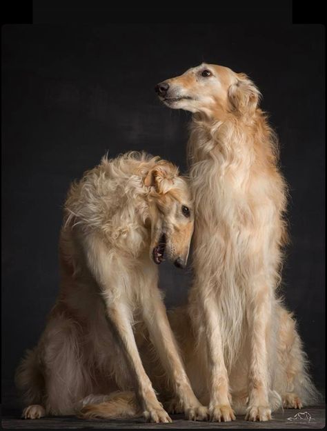 Pet Anime, Russian Wolfhound, Borzoi Dog, Old Dogs, Dog Photography, Whippet, International Trade, Beautiful Dogs, I Love Dogs