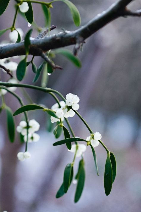 Mistletoe Photography, Mistletoe Flower, Mistletoe Aesthetic, Real Mistletoe, Christmas Botanicals, Winter Leaves, Christmas Prep, Holiday Photoshoot, Christmas Decor Inspiration