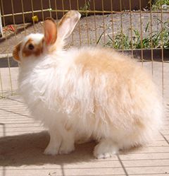 French Angora Rabbit, Raising Rabbits For Meat, Meat Rabbits, Yarn Spinning, Raising Rabbits, Rabbit Breeds, Ankara Turkey, Spinning Wool, Guinea Pig Cage