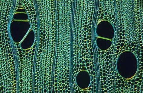 Transversality | Fractal Ontology Microscopic Cells, Microscopic Photography, Micro Photography, Microscopic Images, Bio Art, Plant Cell, Microscopes, Green Tones, Natural Forms