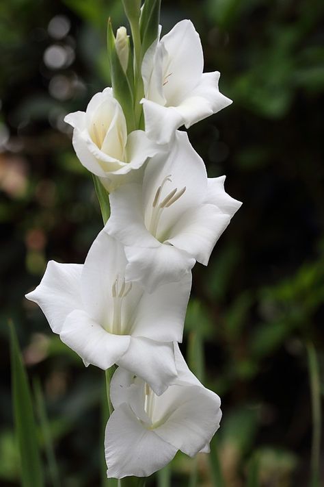 White gladiolus. Natural light White Gladiolus, Gladiolus Flower, Signs Wedding, Wedding Aesthetic, Open Window, Screen Wallpaper, Star Signs, Wedding Signs, Natural Light