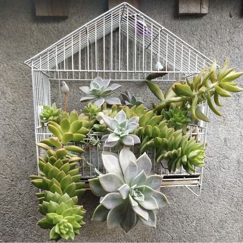 Pallet Garden Walls, Gardening Design Diy, Succulent Garden Design, Front Yard Garden Design, Container Gardening Flowers, Recycled Garden, Garden Decor Projects, Birdcages, Garden Crafts Diy