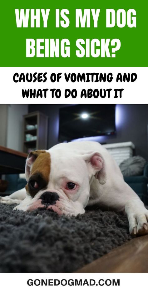 When our dogs throw up, this can be rather alarming for us owners. Read my article to learn about the most common causes of vomiting in dogs. Find out if your dog's vomiting is anything to worry about, and what you can do to prevent bouts of vomiting in the future. #Dogs #DogHealth #DogOwnerAdvice #DogHeathTips #DogSickness via @GoneDogMad1