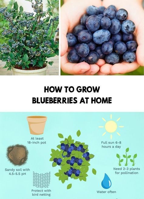 Grow Blueberries, Blueberry Varieties, Blueberry Gardening, Growing Blueberries, Blueberry Plant, Blueberry Bushes, Survival Gardening, Veg Garden, Home Vegetable Garden