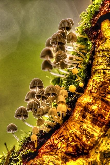 , flowersgardenlove: Mycena Fungi Flowers Garden... Lichen Moss, Slime Mould, Mushroom Fungi, Wild Mushrooms, Pics Art, Enchanted Forest, Science And Nature, Botany, Amazing Nature