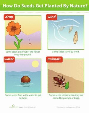 How do seeds get planted by nature? Find out how the plant life cycle is helped along by natural processes like wind or water. Seed Dispersal Worksheet, Grade 3 Science, Plant Adaptations, Second Grade Science, Seed Dispersal, Plants Unit, Science Literacy, 1st Grade Science, Garden Activities