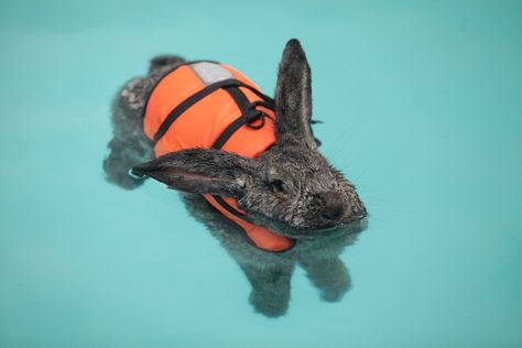 Heidi the rabbit goes swimming to help her arthritis. I LOVE YOU, HEIDI!!!!!!!!!!!!!! Easter Bunny Pictures, Cute Easter Bunny, The Rabbit, Cuteness Overload, Beautiful Creatures, Animal Kingdom, Pluto The Dog, Make Me Smile, Animal Pictures