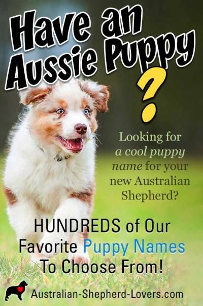 Puppy Names Unique, Puppies Names Female, Unique Dog Names, Australian Shepherd Names, Maya Girl, Fun Names, Red Merle Australian Shepherd, Mini Aussies, Aussie Puppy