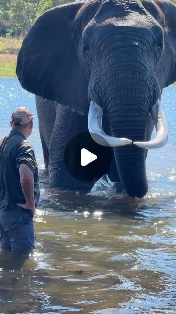 Wildest Africa on Instagram: "Meeting a giant elephant 😳 what a wild experience! #wildestafrica — 📸 @ivan.carter   TRAVEL • ADVENTURE • WILDLIFE • CULTURE . . . . #elephants  #africa #wildlife #safari #wildlifephotography   Elephant | Africa | Luxury Safari | Safari | Safari Drive | Wildlife Photography | Wild Animals | Safari in Africa | Zimbabwe" Africa Wildlife Photography, Africa Safari Photography, African Wildlife Photography, Africa Luxury, Safari In Africa, Wild Animals Videos, Safari Photography, Elephant Photography, Elephant Images