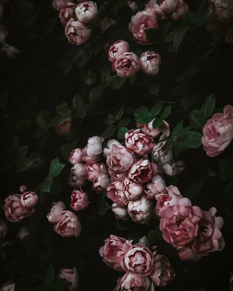 Pink Gothic Aesthetic, Astarion Aesthetic, Moody Flowers, School Collage, Moody Florals, Gothic Flowers, Blush Bouquet, Peony Wallpaper, Creative Flower Arrangements