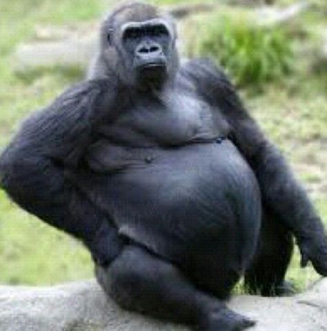 Fat Gorilla.....This is what i look like after thanksgiving!:/ :) Funny Gorilla Pictures, Fat Monkey, Gorilla Funny, Gorilla Standing Up, Gorilla Gorilla, Animal Attack, Monkey Memes Hilarious, Elephant Memes Funny, Dangerous Animals