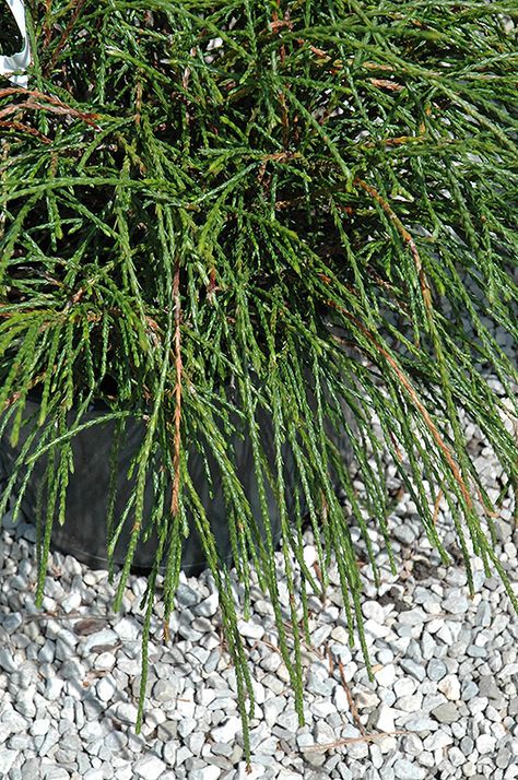 Whipcord Arborvitae (Thuja plicata Cedar Plant, Giant Arborvitae, Thuja Plicata, Landscape Nursery, Low Maintenance Shrubs, Alpine Garden, Garden Shrubs, Cedar Trees, Landscape Plans