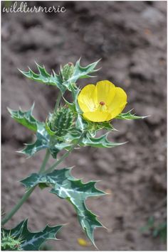 Mexican Poppy, Herbs Book, Prickly Poppy, Medicinal Weeds, Ayurvedic Plants, Medicinal Herbs Garden, Medicinal Garden, Plant Benefits, Ayurvedic Remedies