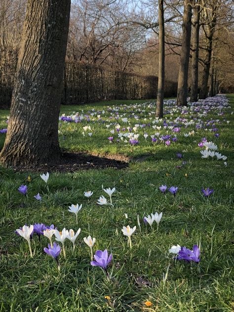 Crocus Garden Ideas, Crocus Flowers, Crocus Garden, Crocus Aesthetic, Spring Crocus, Purple Crocus, Crocus Photography, Spring Crocus Flower, Crocus Flower Field