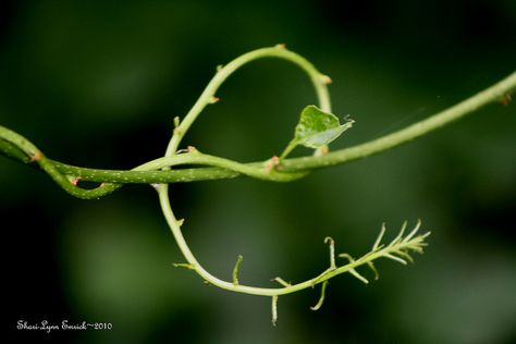 Look for letters in nature! Turn a nature hike or neighborhood walk into a fun alphabet scavenger hunt. How many letters can you find? Letters In Nature, Alphabet Art Photography, Nature Alphabet, Nature Letters, Neighborhood Walk, Fun Alphabet, Letter Photography, Alphabet Photography, Nature Hike