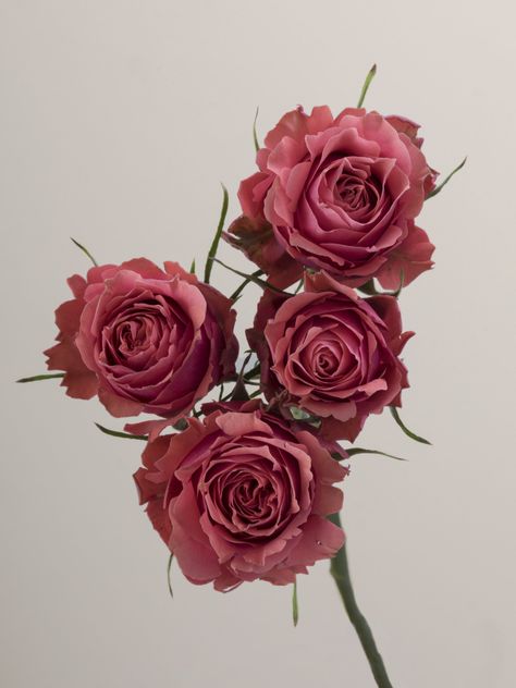 Flower Identification, Rose Vase, Deep Burgundy, Spray Roses, Floral Display, Earth Tones, Florist, Floral Wedding, Spray