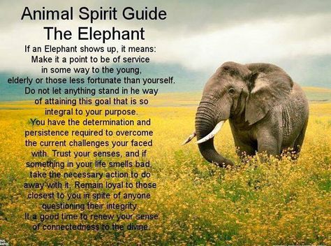 elllllllie phannnnt What Is My Spirit Animal, Elephant Symbolism, Elephant Spirit Animal, Elephant Meaning, Animal Totem Spirit Guides, Elephant Quotes, Spirit Animal Quiz, Spirit Animal Meaning, Elephant Facts