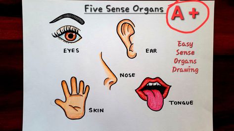 Video Tutorial uploaded on Amrita Drawing Book Channel. Subscribe for more creative Drawings and School Projects. #fivesense #Organs #drawing #easydrawing #howtodraw #simple #easysteps #schooldrawing #bodyparts Sense Organs Drawing, Sense Organs Project For Kids, 5 Sense Organs, Organs Drawing, Senses Drawing, Sense Organs, Creative Drawings, Tree Drawings Pencil, Art Sketches Pencil