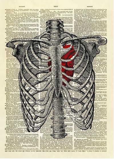 Rib Cage Drawing, Human Ribs, Human Rib Cage, A Human Heart, Dictionary Book, Book Page Art, Dictionary Art Print, Human Figure Drawing, Dictionary Page