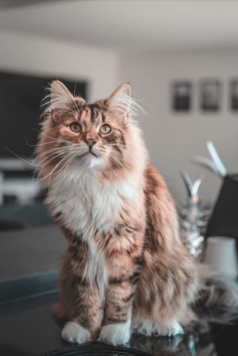 Norigian Forest Cat, Brown Norwegian Forest Cat, Black Norwegian Forest Cat, Norwegian Cat, Siberian Forest Cat, Siberian Forest, Cat Poses, Cat References, Fluffy Cats