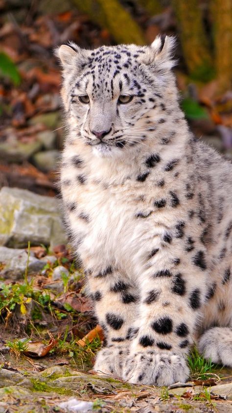 Leopard, snow leopard, sitting, watch, ground, nature, stones, cute (vertical) Snow Leopard Wallpaper, Wallpaper Leopard, Snow Leopard Cute, Fantasy Snow Leopard, Animal Photography Dogs, Snow Leopard Reference, Snow Leopard Pictures, Snowshoes, Clouded Leopard