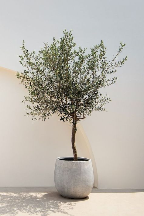 Olive Tree Indoor Live, Large Indoor Olive Tree, Olive Tree Interior Design, Interior Olive Tree, Olive Tree In Planter, Olive In Pot, Olive Tree Balcony, Mini Olive Tree, Olive Tree Potted