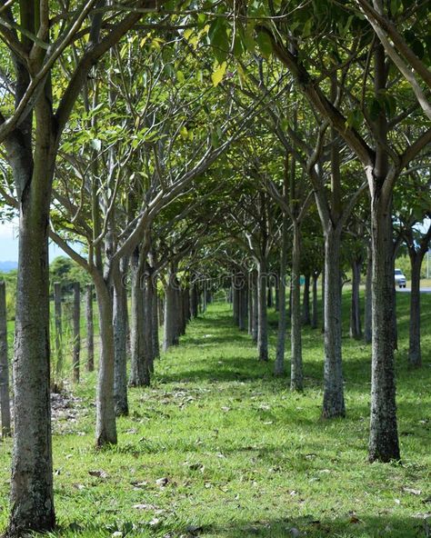 Tree, Grove, Vegetation, Woodland Picture. Image: 133464026 Tree Grove, Orchard Tree, Picture Tree, Meditation Area, Ash Tree, Public Domain Images, Small Trees, Drawing Reference, Free Images