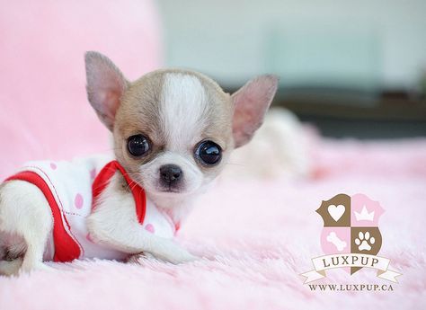 Chihuahua... Aww Psy Chihuahua, Baby Chihuahua, Cute Chihuahua, Chihuahua Love, Teacup Puppies, Chihuahua Dog, Chihuahua Puppies, Chihuahua Dogs, Baby Dogs